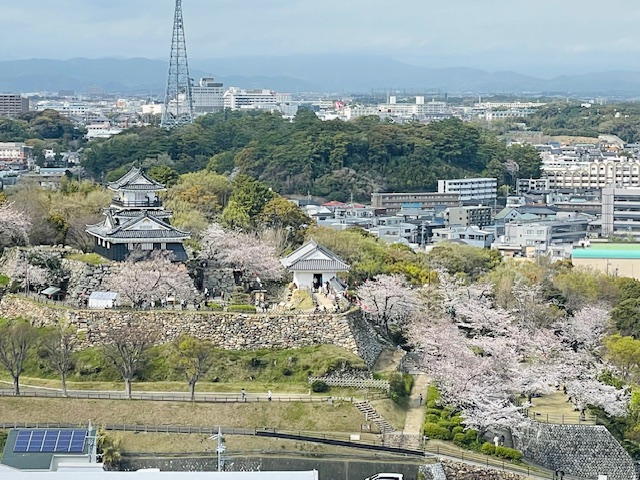 浜松城の桜～番外編～
