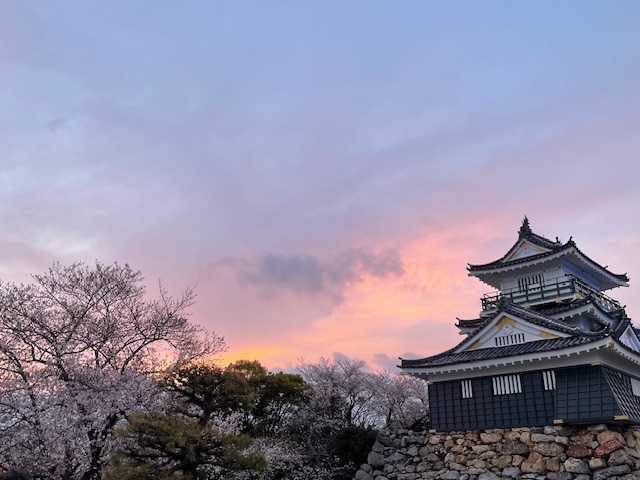 浜松城の夜桜