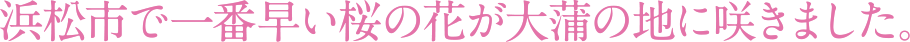 浜松市で一番早い桜の花が大蒲の地に咲きました。