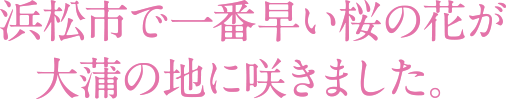 浜松市で一番早い桜の花が大蒲の地に咲きました。